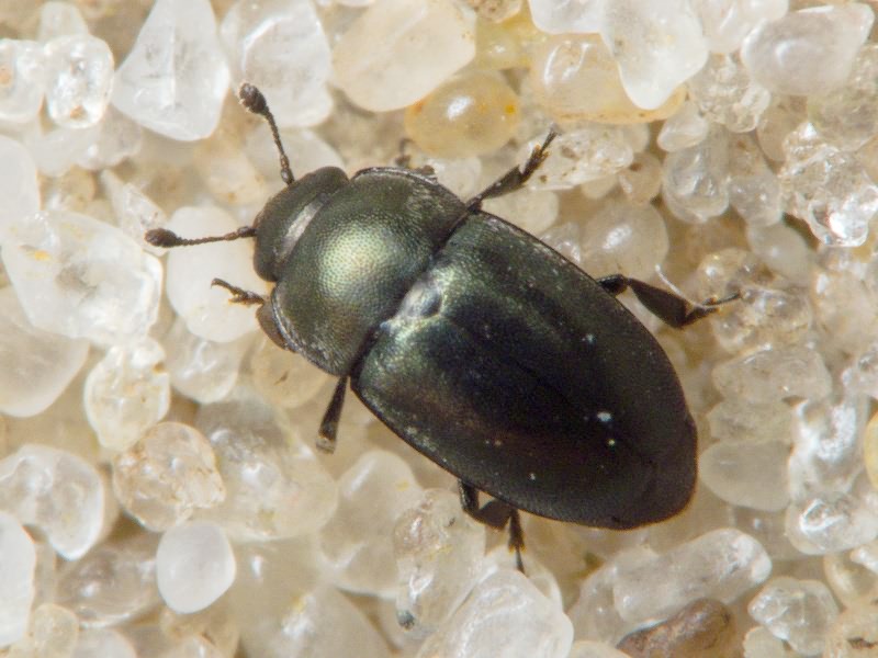 Brassicogethes aeneus (Fabricius, 1775)